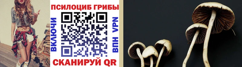 где можно купить   Нелидово  Псилоцибиновые грибы прущие грибы 